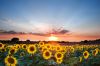 Foto: Sonnenblumen, Sonnenuntergang